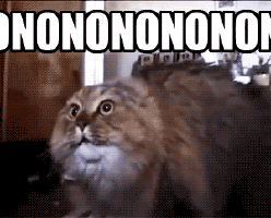 Cat Afraid Of Accounting No